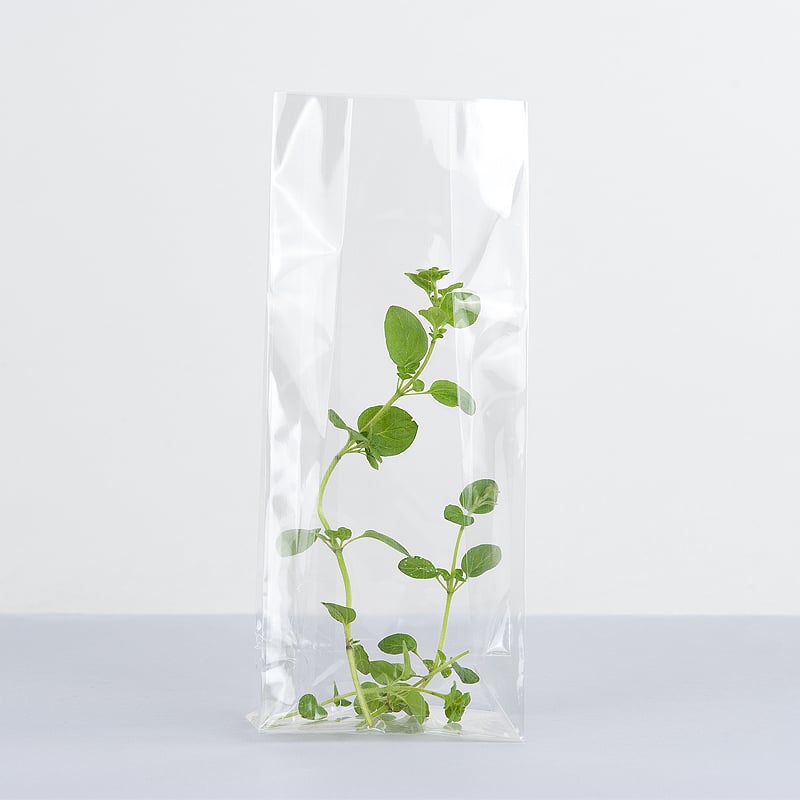 Cellofanposer - fix-up poser, limet bund - 1